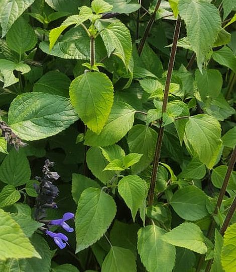 Salvia Rockin'® Blue Suede Shoes